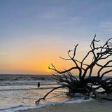 Driftwood Beach