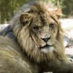 Zoosiana