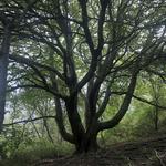 Rodman's Hollow