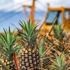 Maui Pineapple Farm Tour in Haliimaile