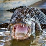 St. Augustine Alligator Farm Zoological Park