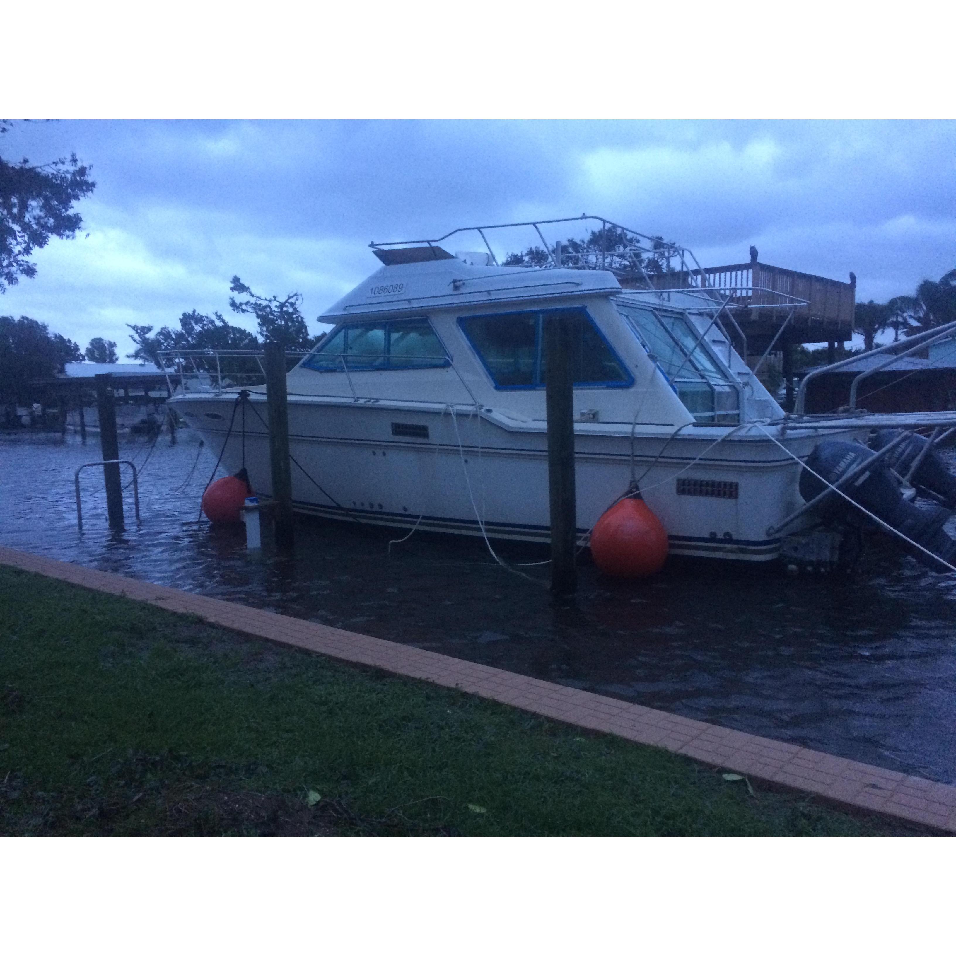 Dolphin post Irma
