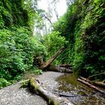 Fern Canyon Trail at Russian Gulch State Park