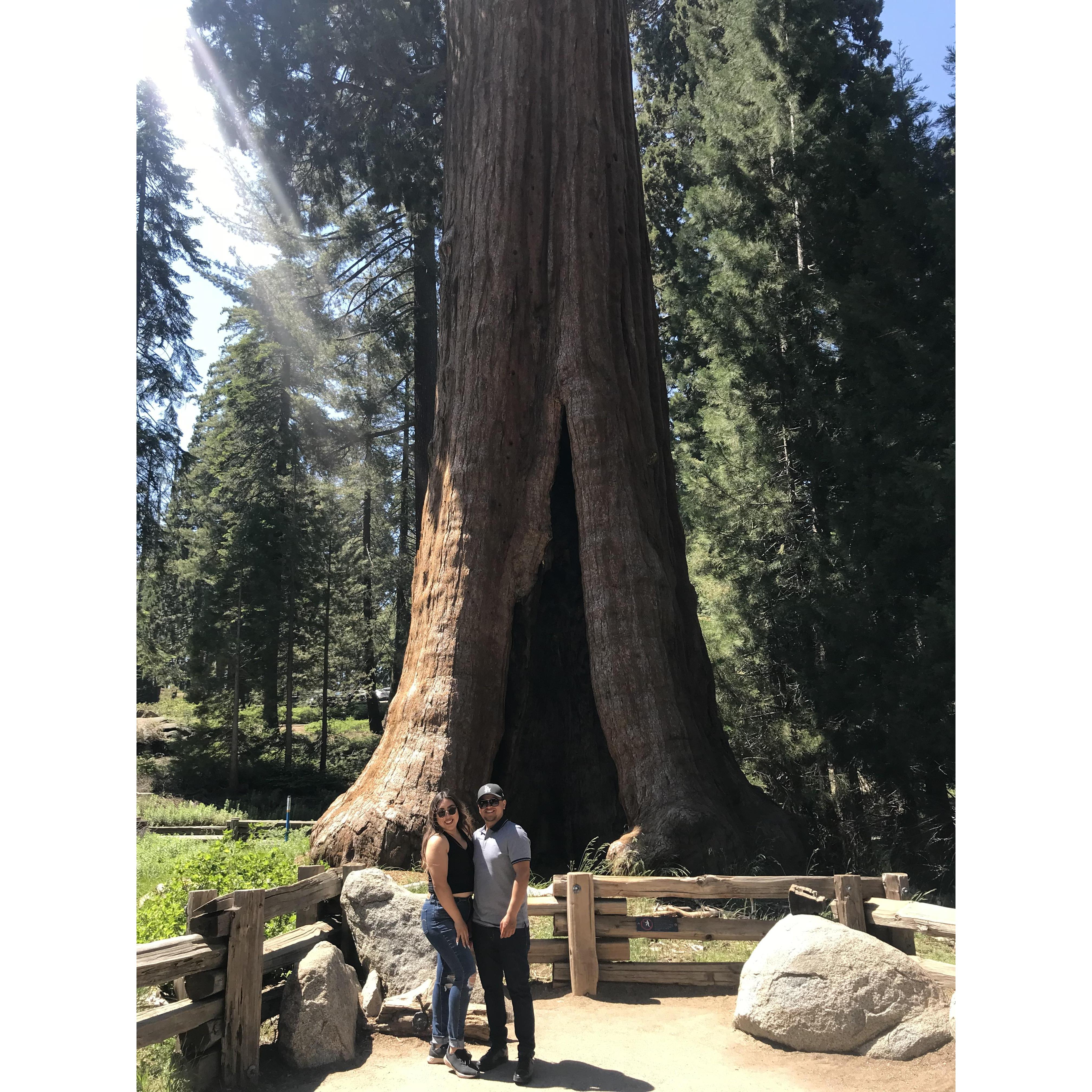 Sequoia National Park, CA
