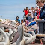 Pelican Feeding