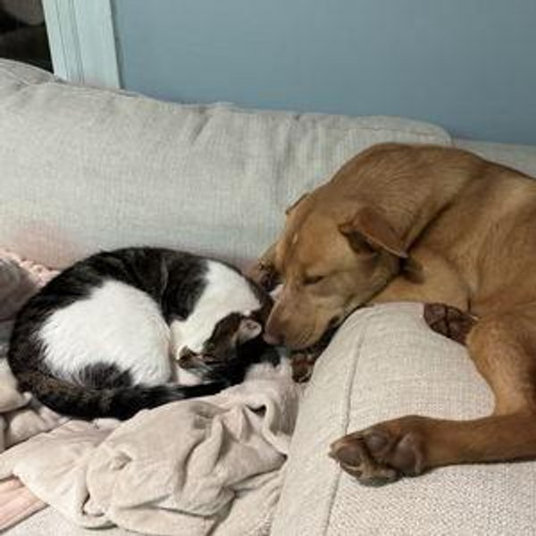 Year's Supply Of Pet Treats for Harvey & Hickory