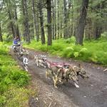 Dog Sledding