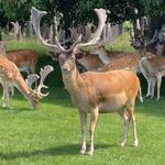 Phoenix Park