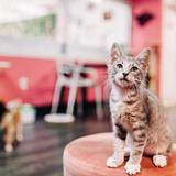 Tally Cat Cafe