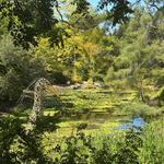 Sonoma Botanical Garden