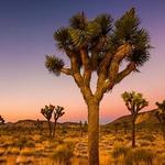 Joshua Tree National Park