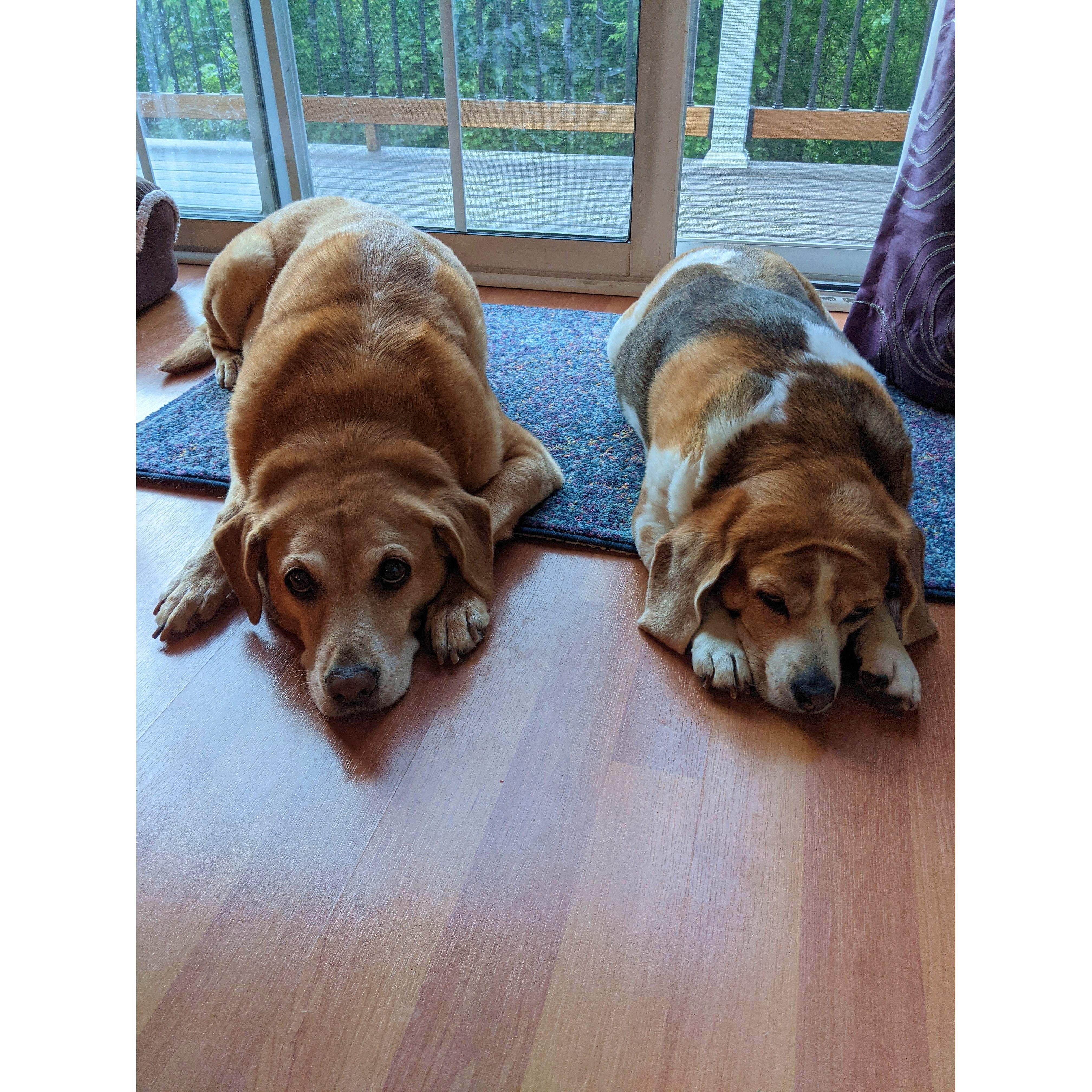 Our babies, Bo and Lila.