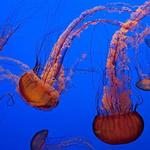 Monterey Bay Aquarium