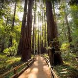 Muir Woods National Monument