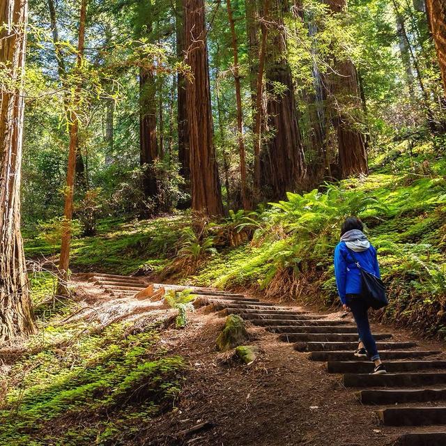 Entry Fee for Muir Woods