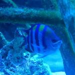 Aquarium of Boise