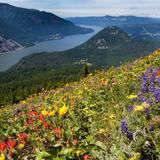 Dog Mountain