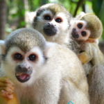 Monkey Jungle & Zipline Adventures