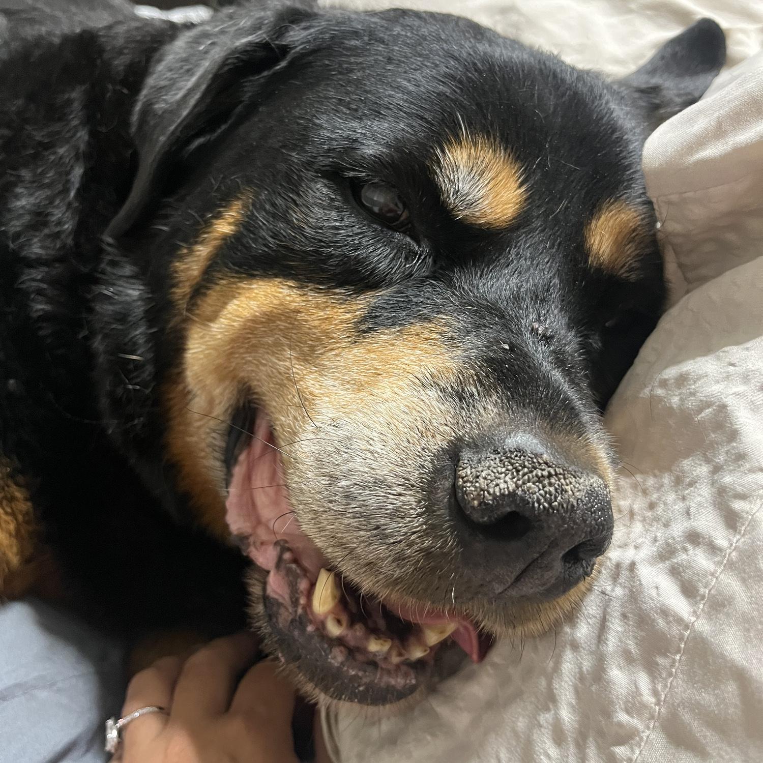 Dad’s best furry man!!