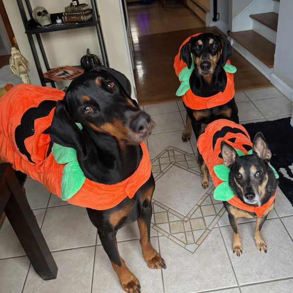 Year's Supply Of Pet Treats