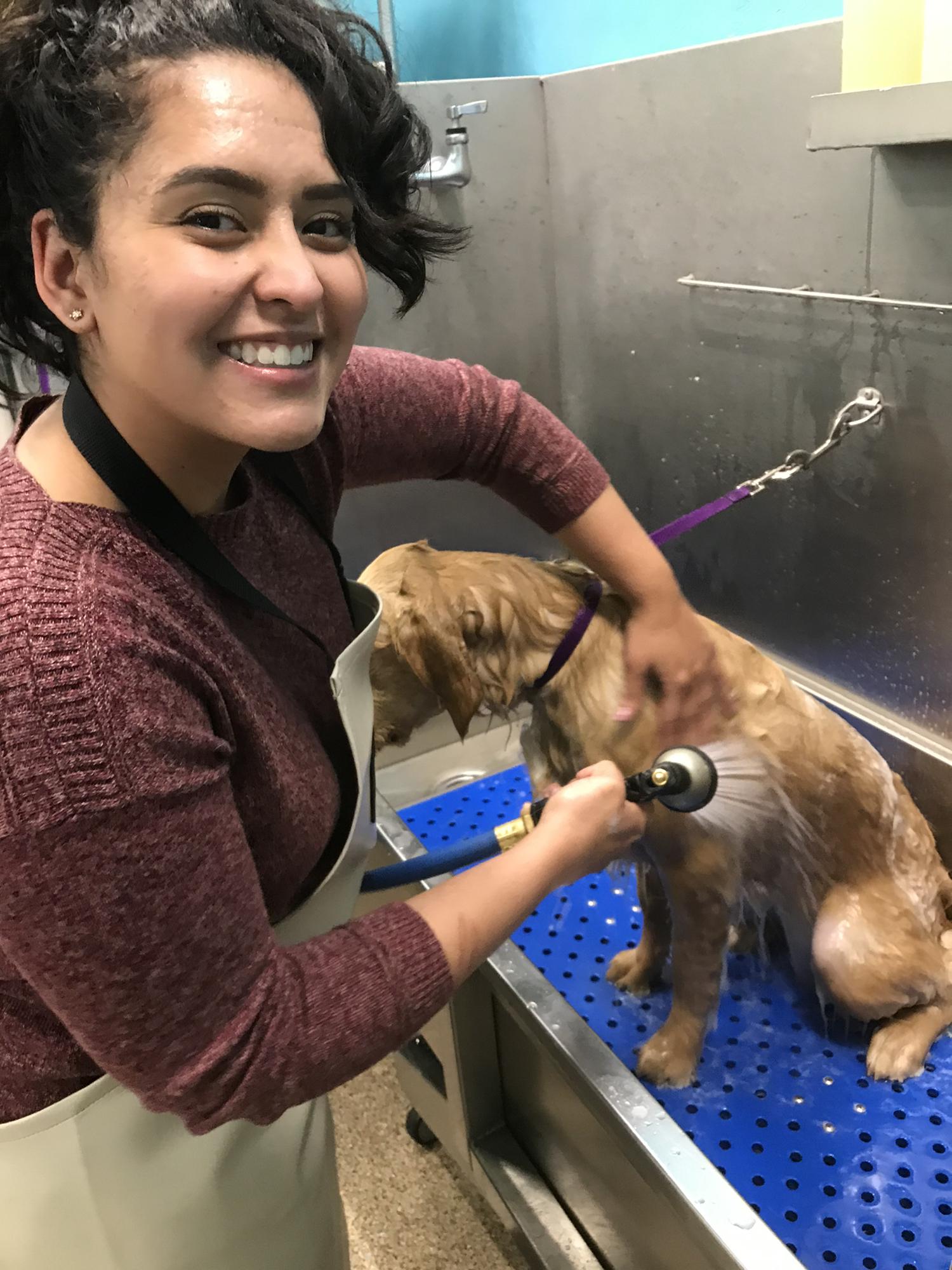 Lily, Rose’s contribution to the pack of hounds!