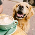 Mountain Dog Cafe