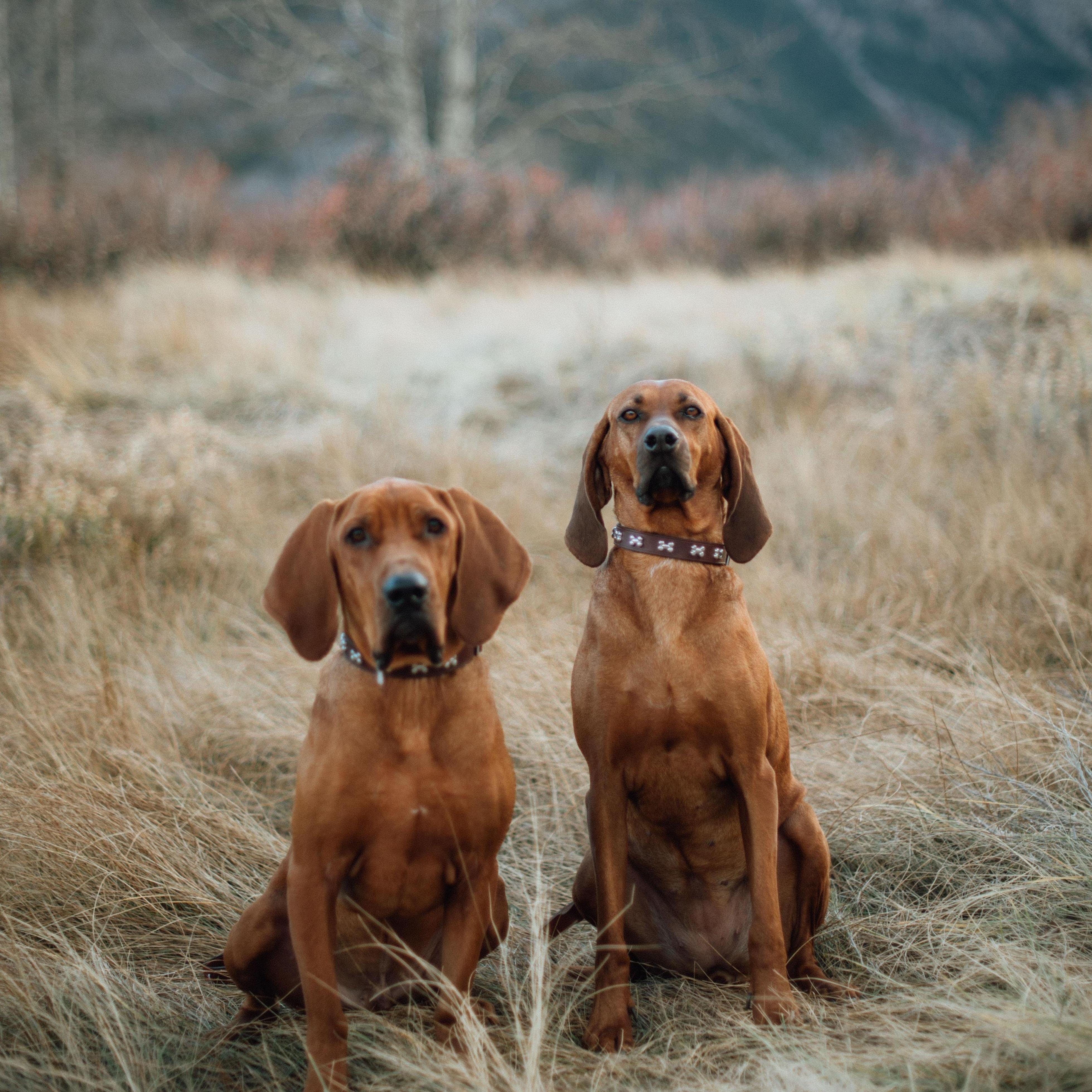 Our fur babies, Franklin (left) and Winnie (right). Franklin came to us summer of 2019 and Winnie came to us February of 2020.