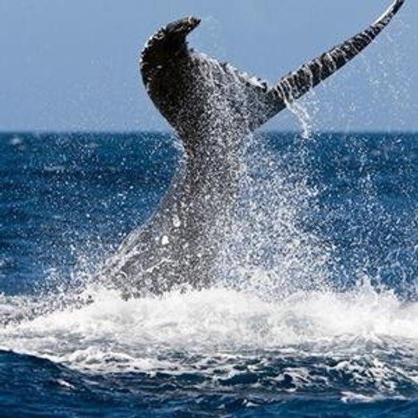 Whale Watching