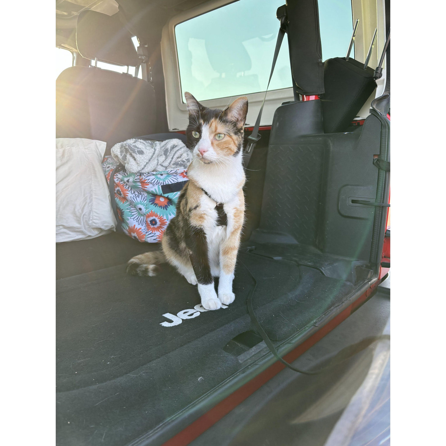 Murph is the first cat we adopted. She is the most adventurous, curious, and sassy girl.
