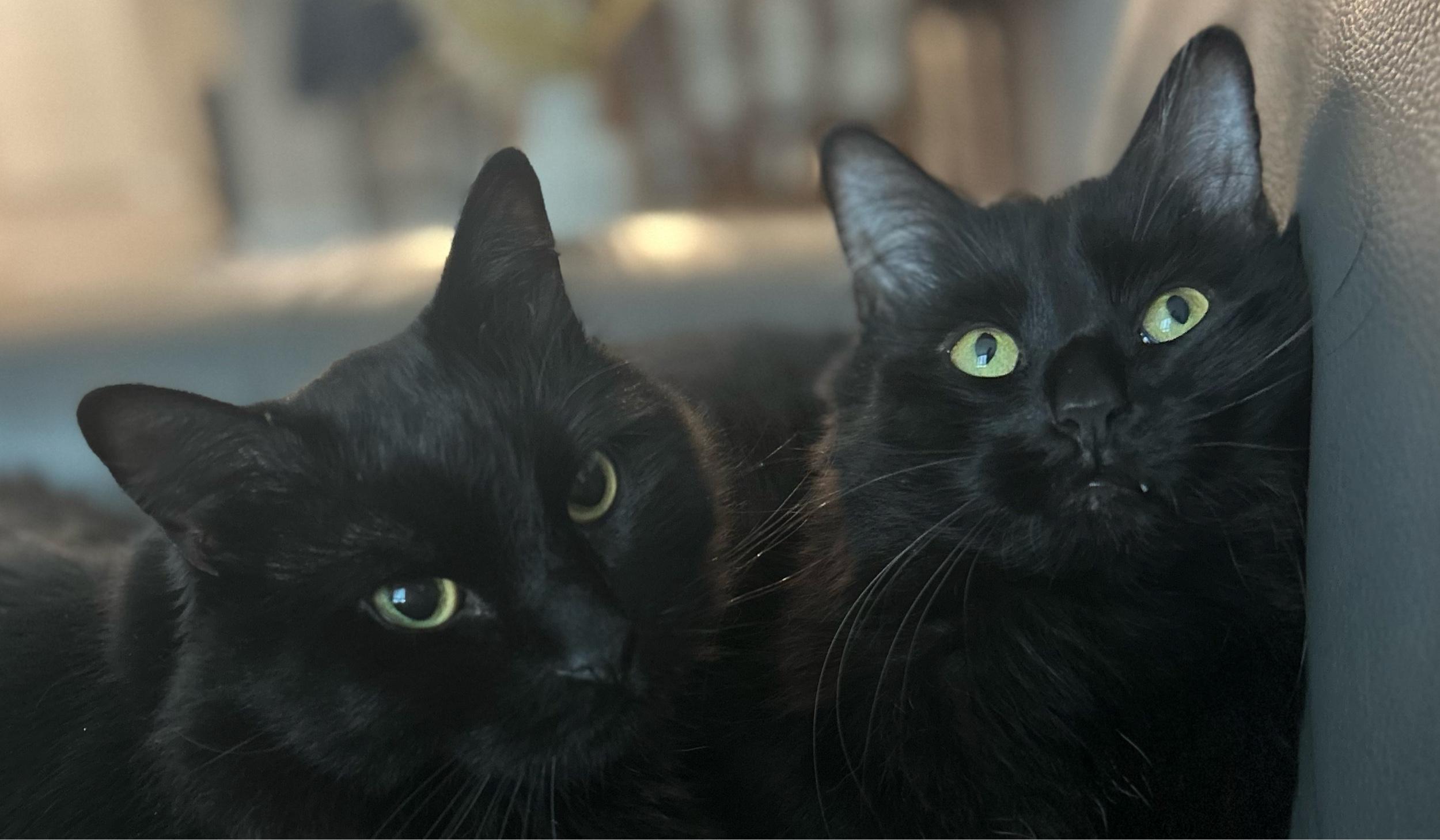 The Wedding Website of Elena Goldthwaite and Matthew Mcgunigle