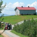 Mercier Orchards