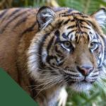 San Diego Zoo
