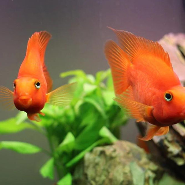 Fish Tank by Glass Cages