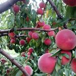 Visit DuBois Farm