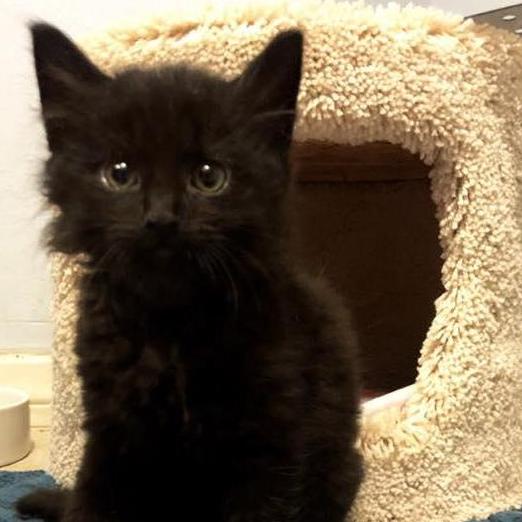 We went to the shelter to "just look" and we came home with Katze :)