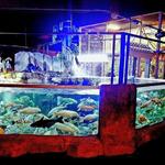 Austin Aquarium