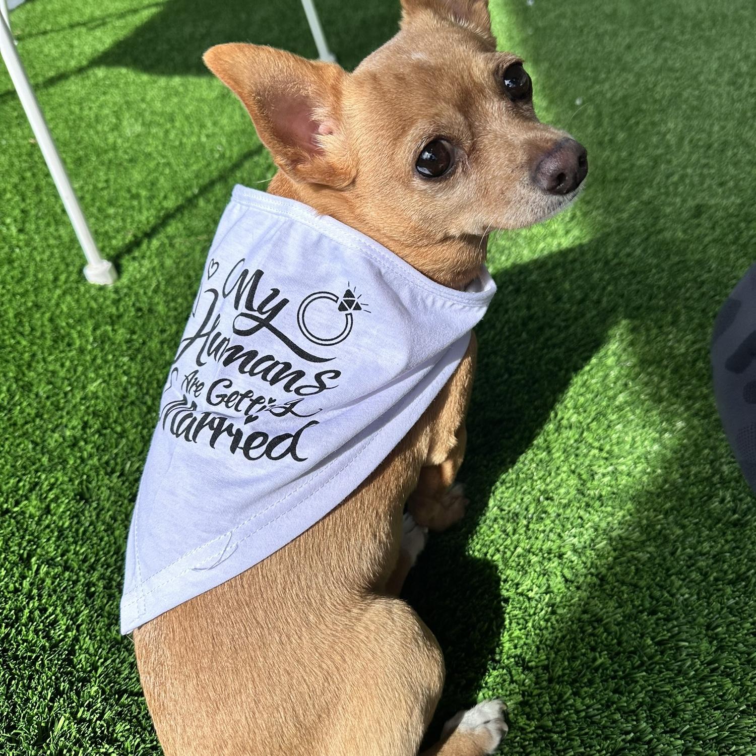 Our pride & joy, Tinkerbell!