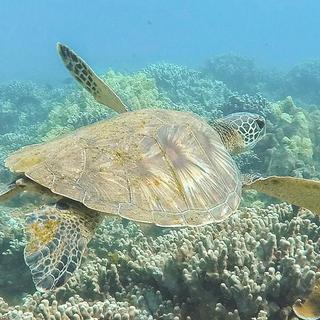 Underwater Reef Viewing for 2 - Lahaina, Maui, HI