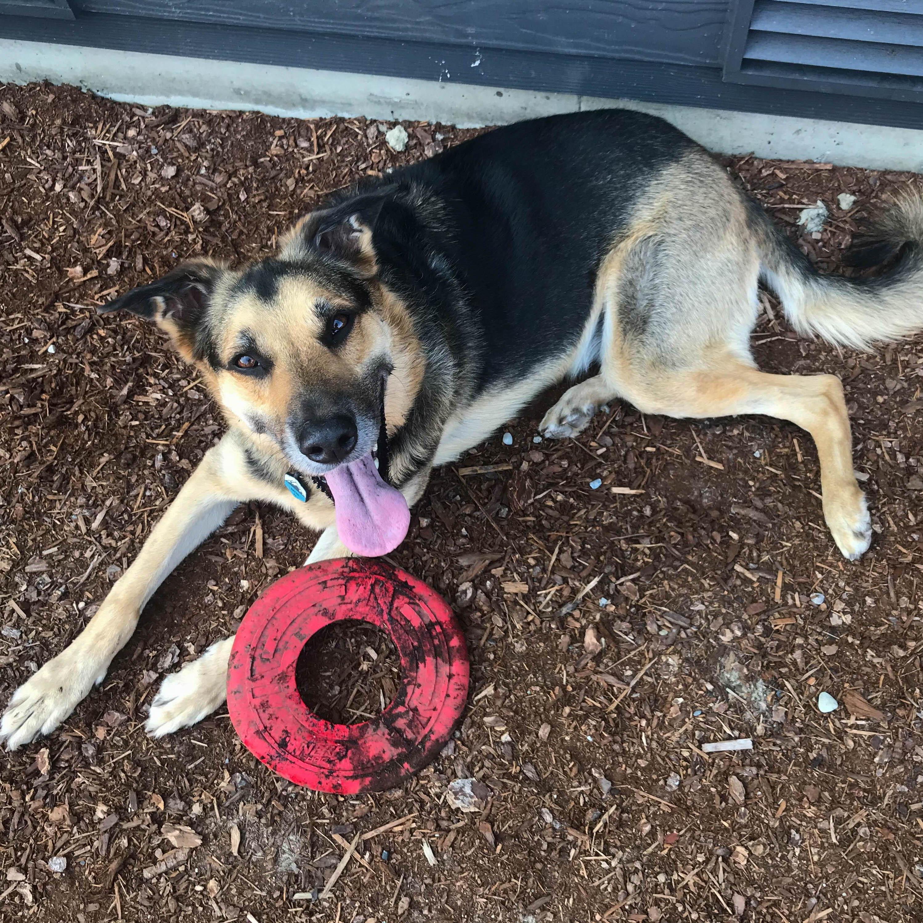 Balto playing with his frisbee