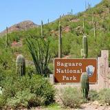 Saguaro National Park