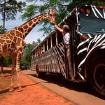 Wild Animal Safari - Pine Mountain, Georgia