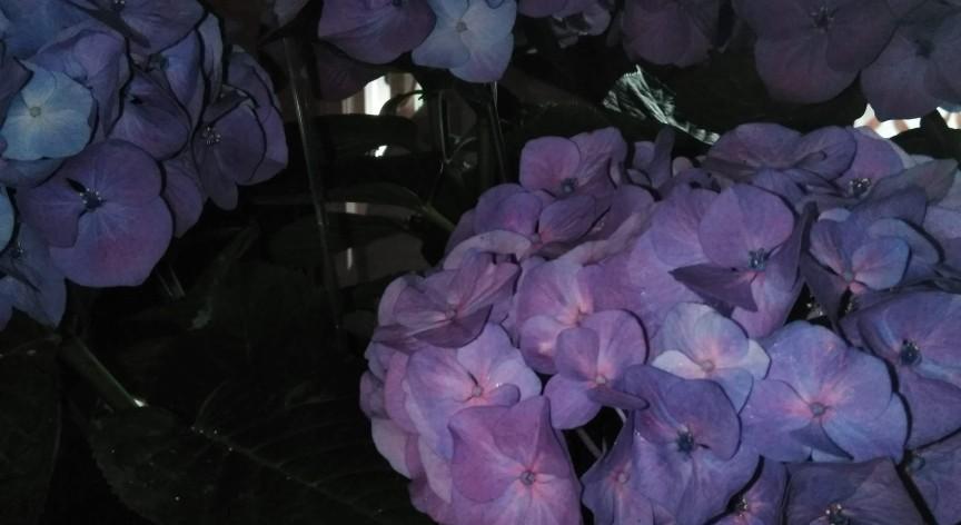 Footer image