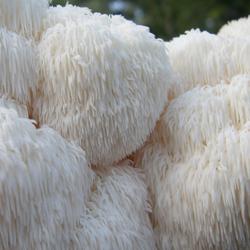 Lion's Mane Mushroom Spawn (100 plugs) from Southern Exposure Seed Exchange