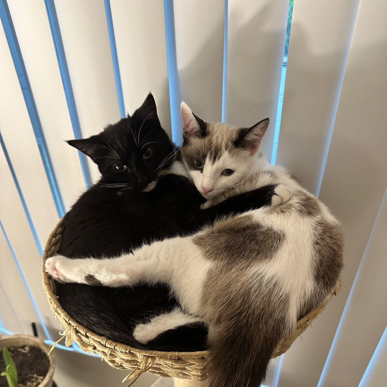 Moved into a townhome and got our ying yang fur babies! Corazón and Kuma