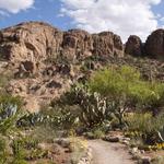 Boyce Thompson Arboretum