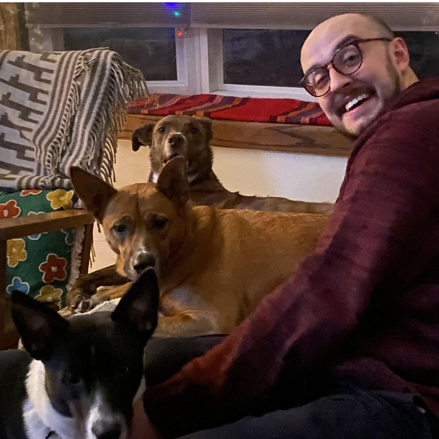 The dog gang (Rex, Penny, Leia). Besties 4Ever!