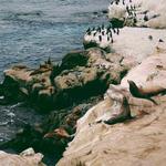 Children's Pool La Jolla