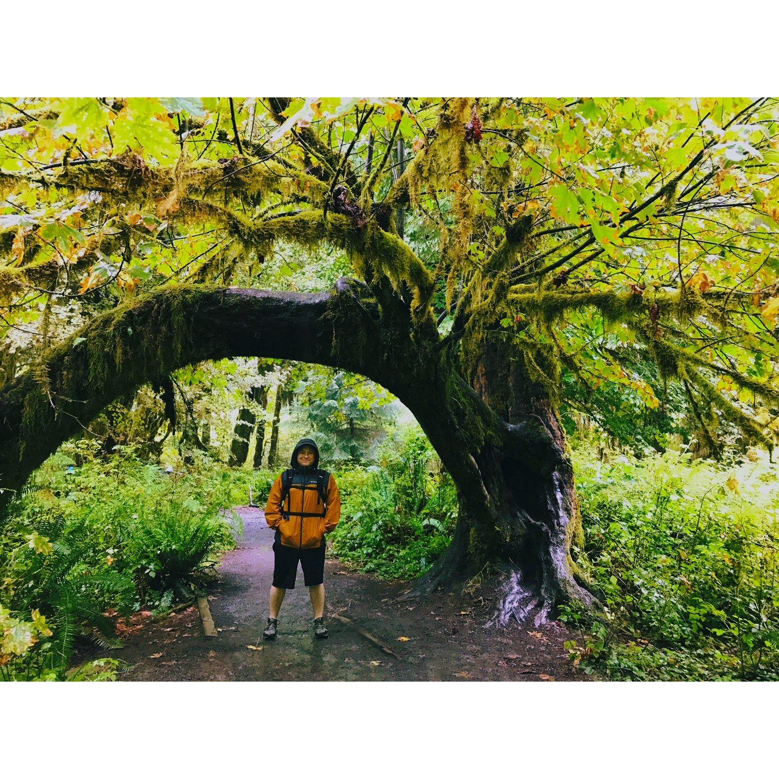 HOH RAINFOREST, WA