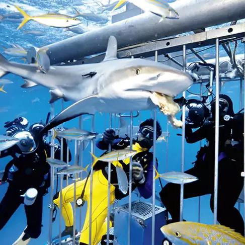 Shark Diving in Capetown