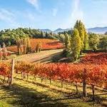 Montefalco